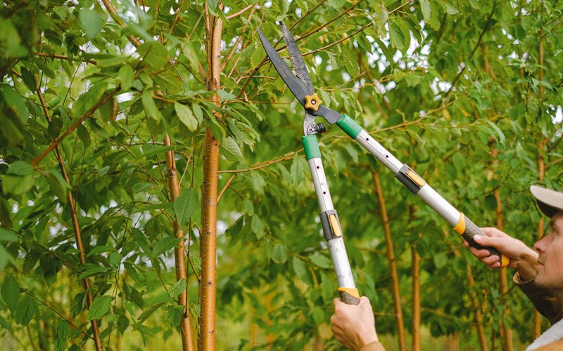 Tree trimming in Osakis, MN